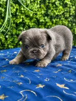 French bulldogs, a female French Bulldog for sale in Elmwood Park, IL – 2 of 5