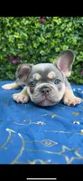 French bulldog puppies , a male French Bulldog for sale in Elmwood Park, IL – 2 of 6