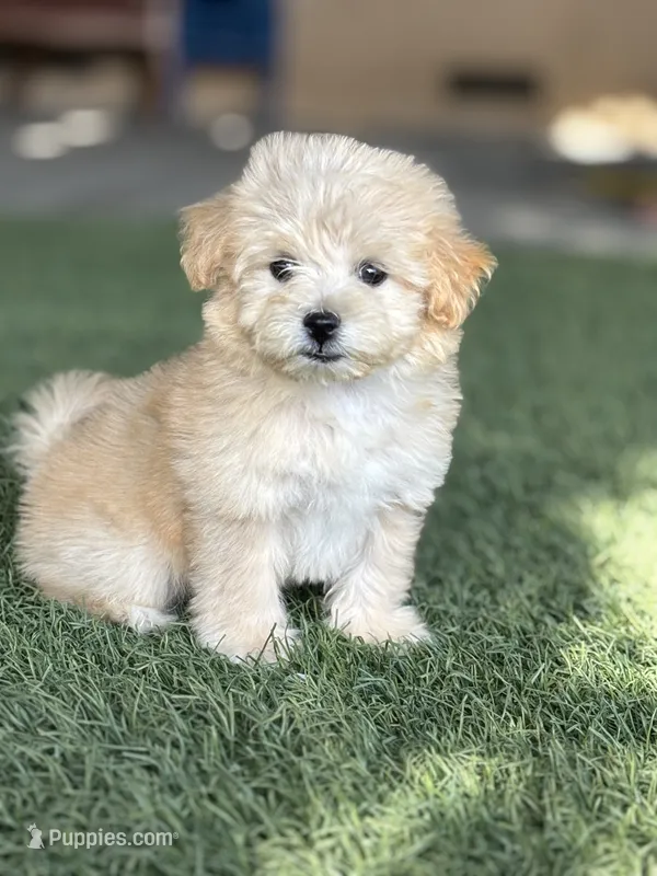 Rocko – Maltipoo puppy for sale in San Francisco, CA