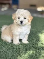 Rocko, a male Maltipoo for sale in San Francisco, CA – 1 of 1