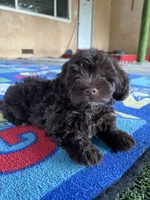 Dorothy , a female Poodle - Miniature  for sale in San Francisco, CA – 2 of 3