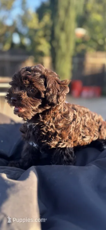 Dorothy  – Poodle - Miniature  puppy for sale in San Francisco, CA