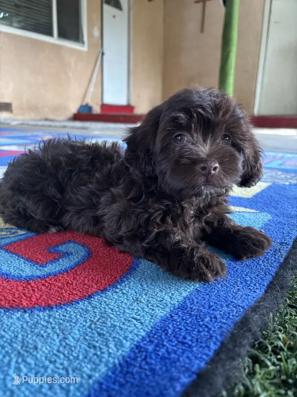 Dorothy  – Poodle - Miniature  puppy for sale in San Francisco, CA