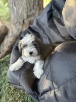 Graci, a female Maltipoo for sale in San Francisco, CA – 2 of 2