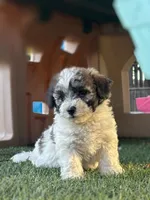 Roco, a male Cavapoo for sale in Fresno, CA – 2 of 5