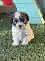 Roco, a male Cavapoo for sale in Fresno, CA – 4 of 5