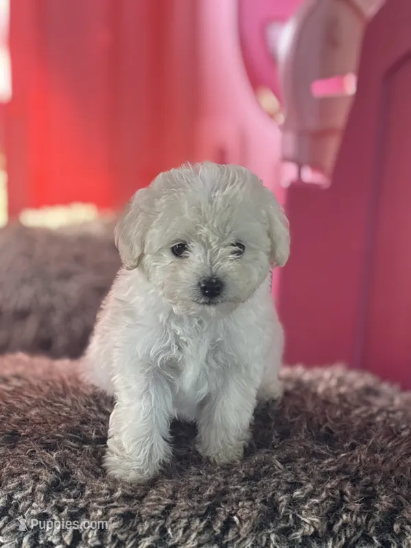 Toby – Maltipoo puppy for sale in San Francisco, CA