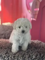 Toby, a male Maltipoo for sale in San Francisco, CA – 1 of 2