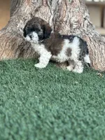 Chato , a male Maltipoo for sale in San Francisco, CA – 2 of 2