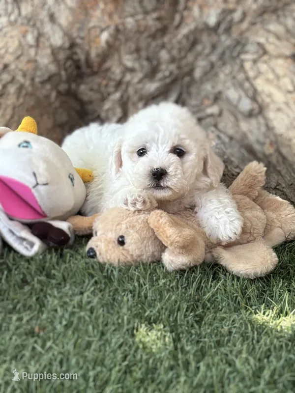 Coco  – Maltipoo puppy for sale in Fresno, CA