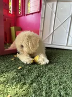Luca , a male Poodle - Miniature  for sale in San Francisco, CA – 2 of 2