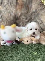 Coco , a male Maltipoo for sale in Fresno, CA – 2 of 4