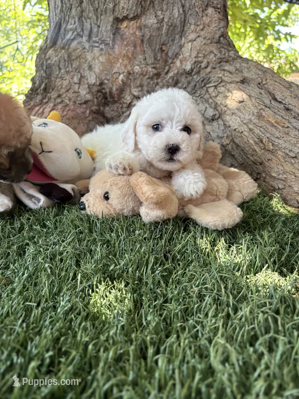 Mimi , a female Maltipoo for sale in San Francisco, CA – 1 of 1