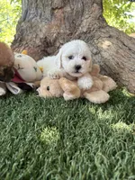 Mimi , a female Maltipoo for sale in San Francisco, CA – 1 of 1
