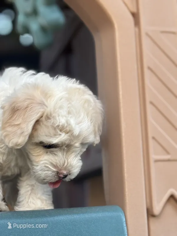 Katy  – Maltipoo puppy for sale in San Francisco, CA