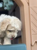 Katy , a female Maltipoo for sale in San Francisco, CA – 1 of 2