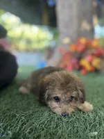 Maya, a female Poodle - Miniature  and Bichpoo for sale in San Francisco, CA – 2 of 2