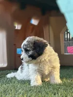 Roco, a male Cavapoo for sale in Fresno, CA – 3 of 5