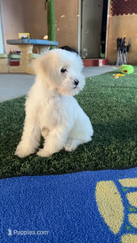 Lulú – Maltipoo puppy for sale in San Francisco, CA