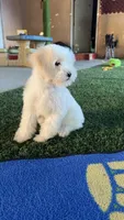 Lulú, a female Maltipoo for sale in San Francisco, CA – 1 of 3