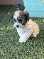 Roco, a male Cavapoo for sale in Fresno, CA – 5 of 5