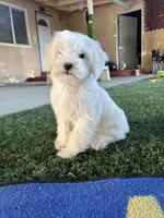 Lulú, a female Maltipoo for sale in San Francisco, CA – 3 of 3