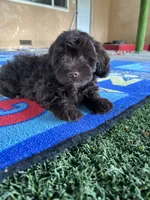 Dorothy , a female Poodle - Miniature  for sale in San Francisco, CA – 3 of 3