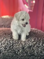 Toby, a male Maltipoo for sale in San Francisco, CA – 2 of 2