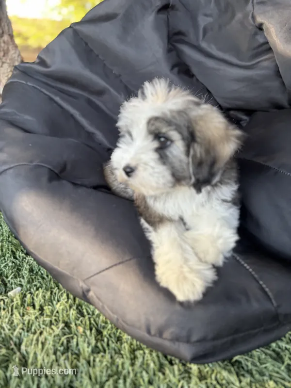 Graci – Maltipoo puppy for sale in San Francisco, CA