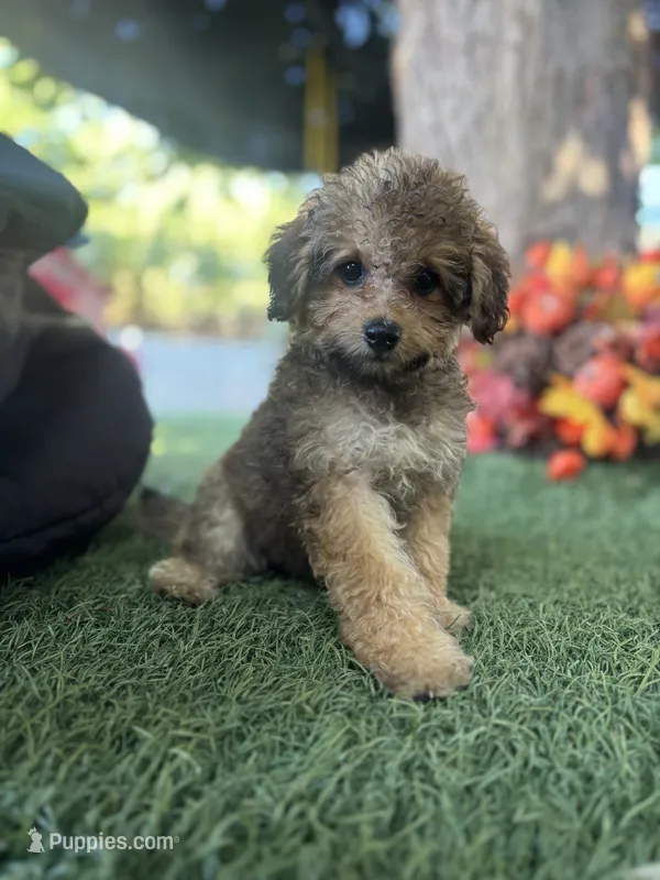 Maya – Poodle - Miniature , Bichpoo puppy for sale in San Francisco, CA