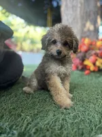 Maya, a female Poodle - Miniature  and Bichpoo for sale in San Francisco, CA – 1 of 2