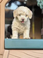 Katy , a female Maltipoo for sale in San Francisco, CA – 2 of 2