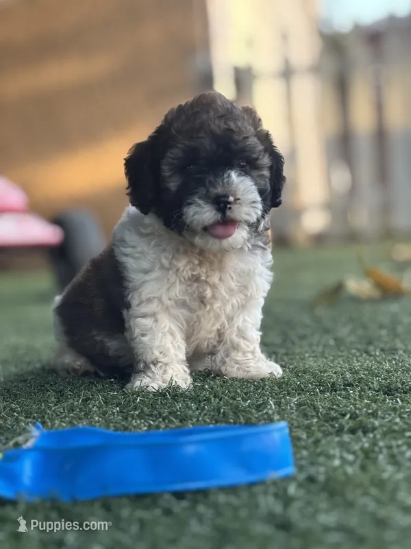 Chato  – Maltipoo puppy for sale in San Francisco, CA