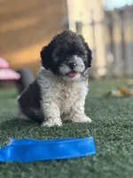 Chato , a male Maltipoo for sale in San Francisco, CA – 1 of 2