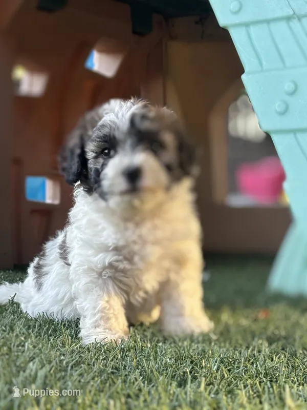 Roco – Cavapoo puppy for sale in Fresno, CA