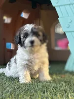 Roco, a male Cavapoo for sale in Fresno, CA – 1 of 5