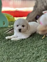 Coco , a male Maltipoo for sale in Fresno, CA – 4 of 4