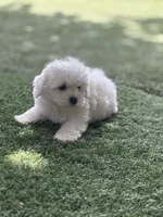 Toby, a male Maltipoo for sale in San Francisco, CA – 1 of 2