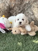 Coco , a male Maltipoo for sale in Fresno, CA – 3 of 4