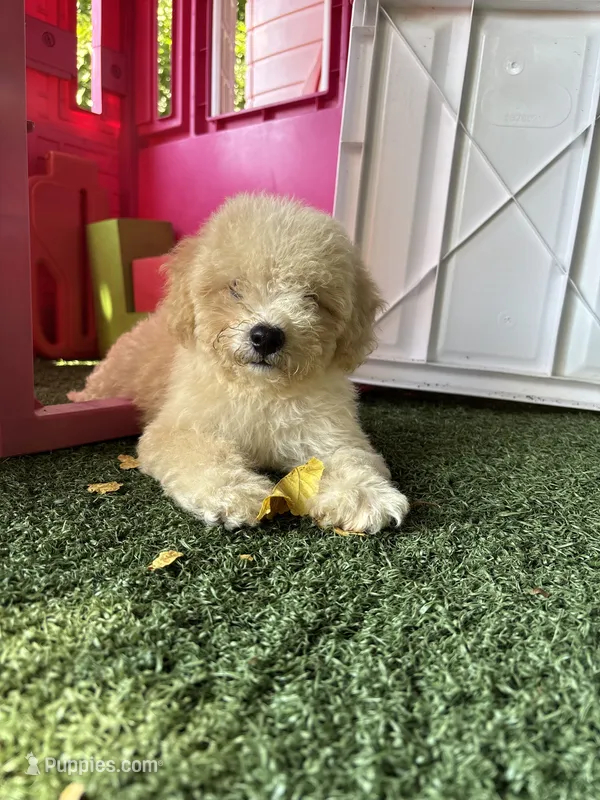 Luca  – Poodle - Miniature  puppy for sale in San Francisco, CA