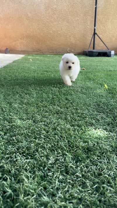 Toby, a male Maltipoo for sale in San Francisco, CA – 2 of 2