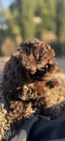 Dorothy , a female Poodle - Miniature  for sale in San Francisco, CA – 3 of 3