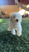 Lulú, a female Maltipoo for sale in San Francisco, CA – 2 of 3
