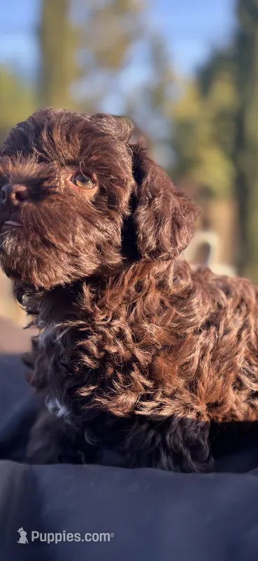 Dorothy  – Poodle - Miniature  puppy for sale in San Francisco, CA