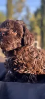 Dorothy , a female Poodle - Miniature  for sale in San Francisco, CA – 1 of 3
