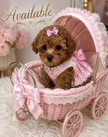 Nani, a female Poodle - Toy  for sale in Lehigh Acres, FL – 1 of 3