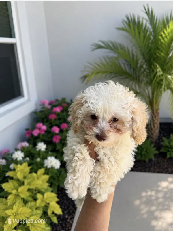 Oliver  – Poodle - Toy  puppy for sale in Lehigh Acres, FL