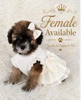 Sofia, a female Poodle - Toy  for sale in Lehigh Acres, FL – 1 of 1
