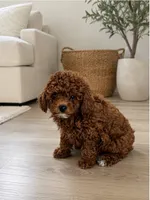 Rosy Pet only , a female Poodle - Miniature  for sale in Lehigh Acres, FL – 2 of 2