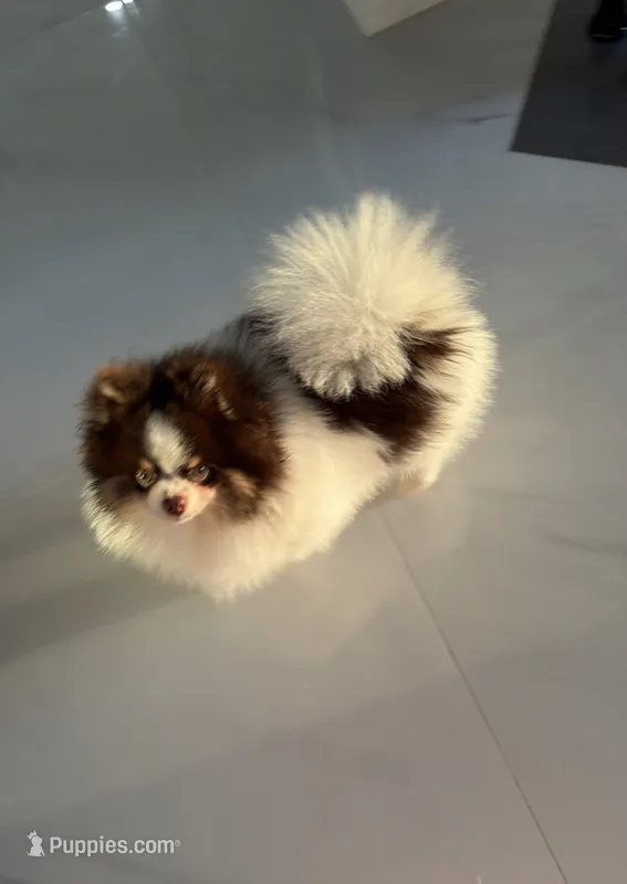 Milan – Pomeranian puppy for sale in Lehigh Acres, FL